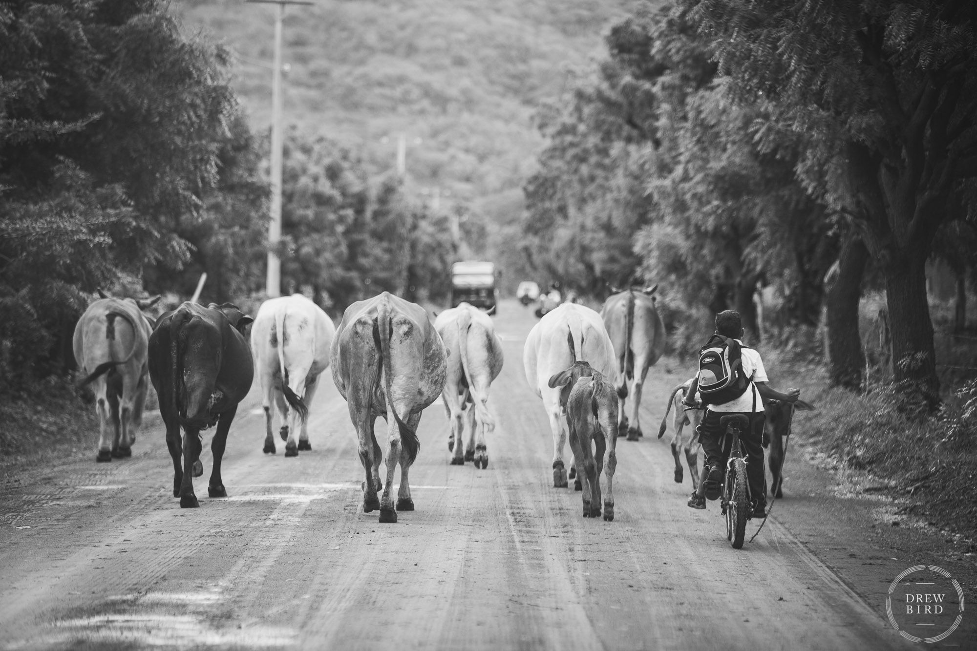 Young boy on bicycle with stick herding a group of cows on a muddy road near Popoyo, Nicaragua. Rancho Santana Nicaragua destination wedding photographer Drew Bird.