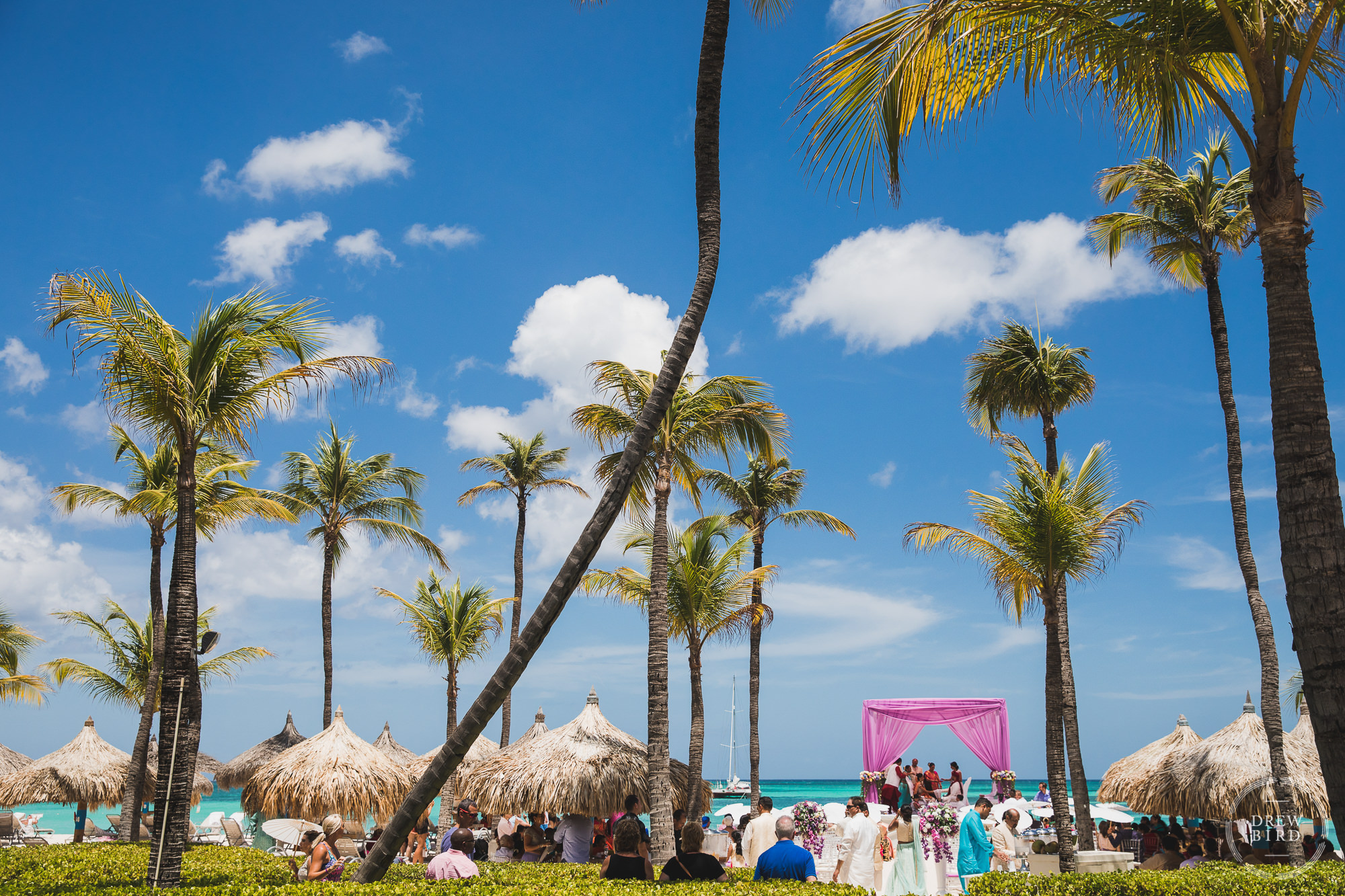 A gorgeous wide angle photo from far away showing the pink mandap on the beach amongst towering tropical palm trees set against a brilliant blue sky background at the Hilton Aruba Resort in the Caribbean by Indian wedding photographer Drew Bird.